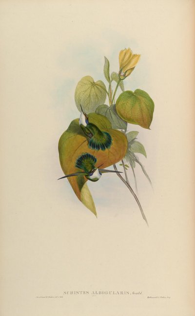 Schistes albogularis by John Gould